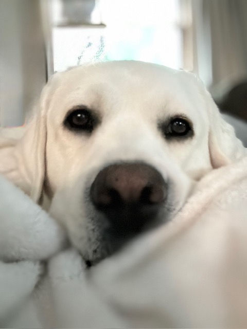 Snuggle
