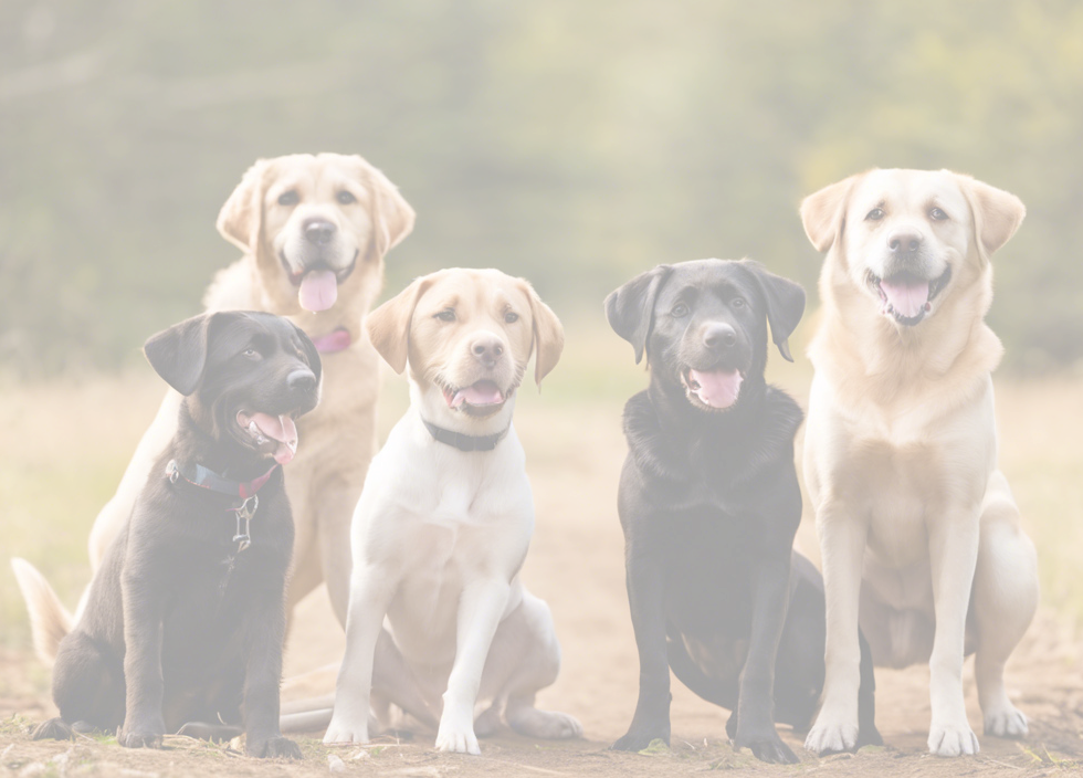 5 dogs playing outside, include a lab_edited.png