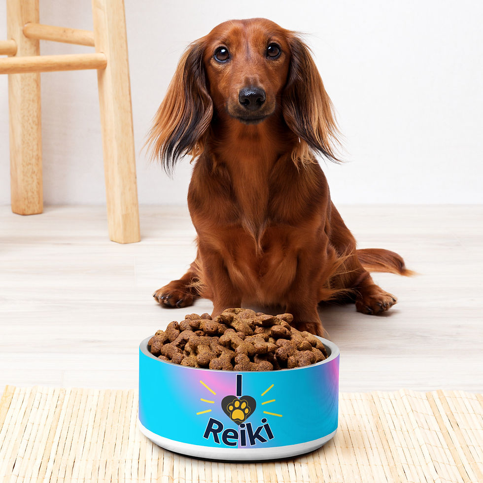 Miniatura: Dachshund sitting down behind I love Reiki animal bowl full, looking forwards