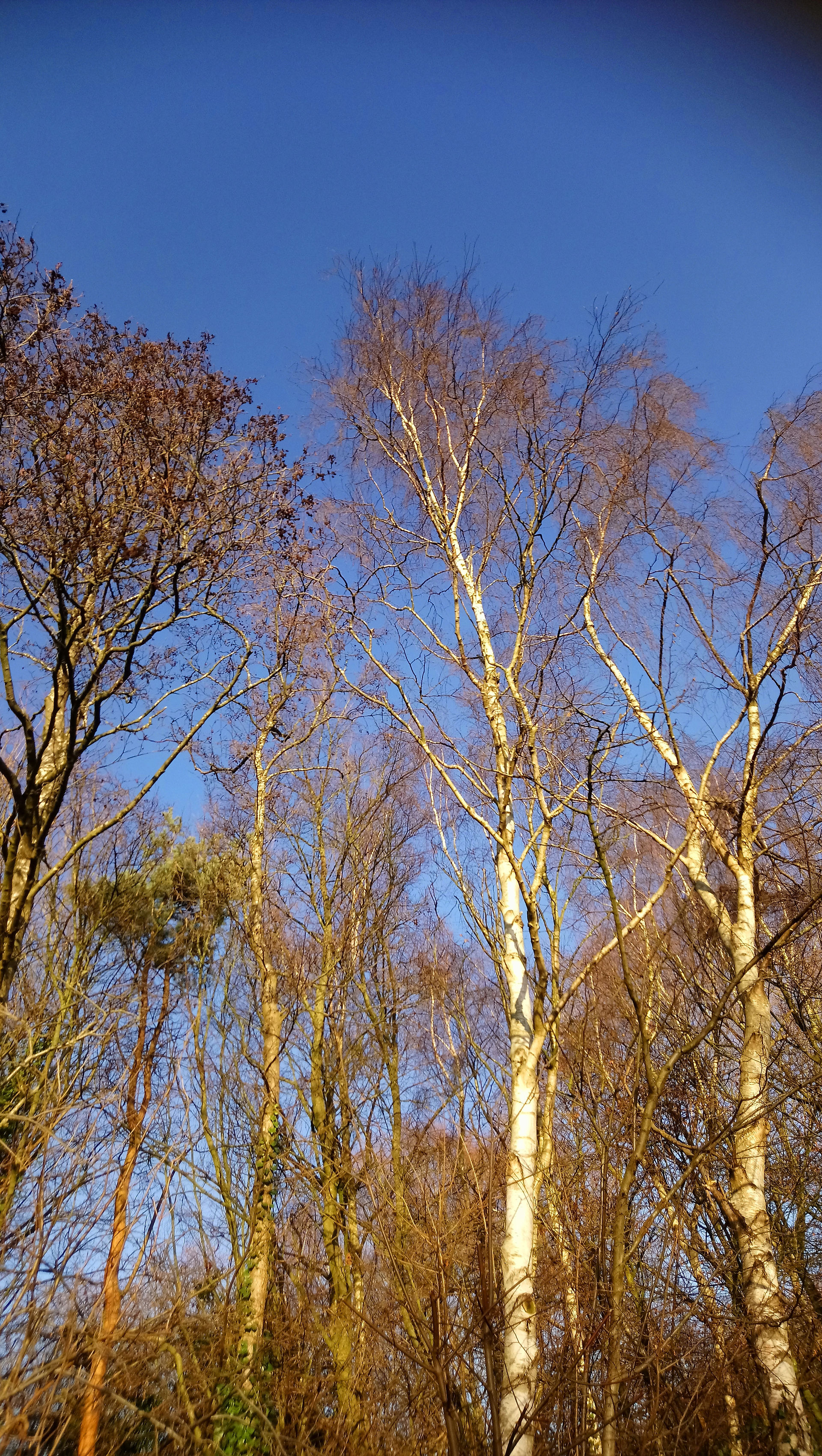 Bare trees in winter, under a blue sky