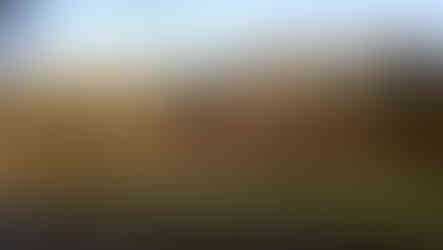 Looking over a canal at woodland in winter.