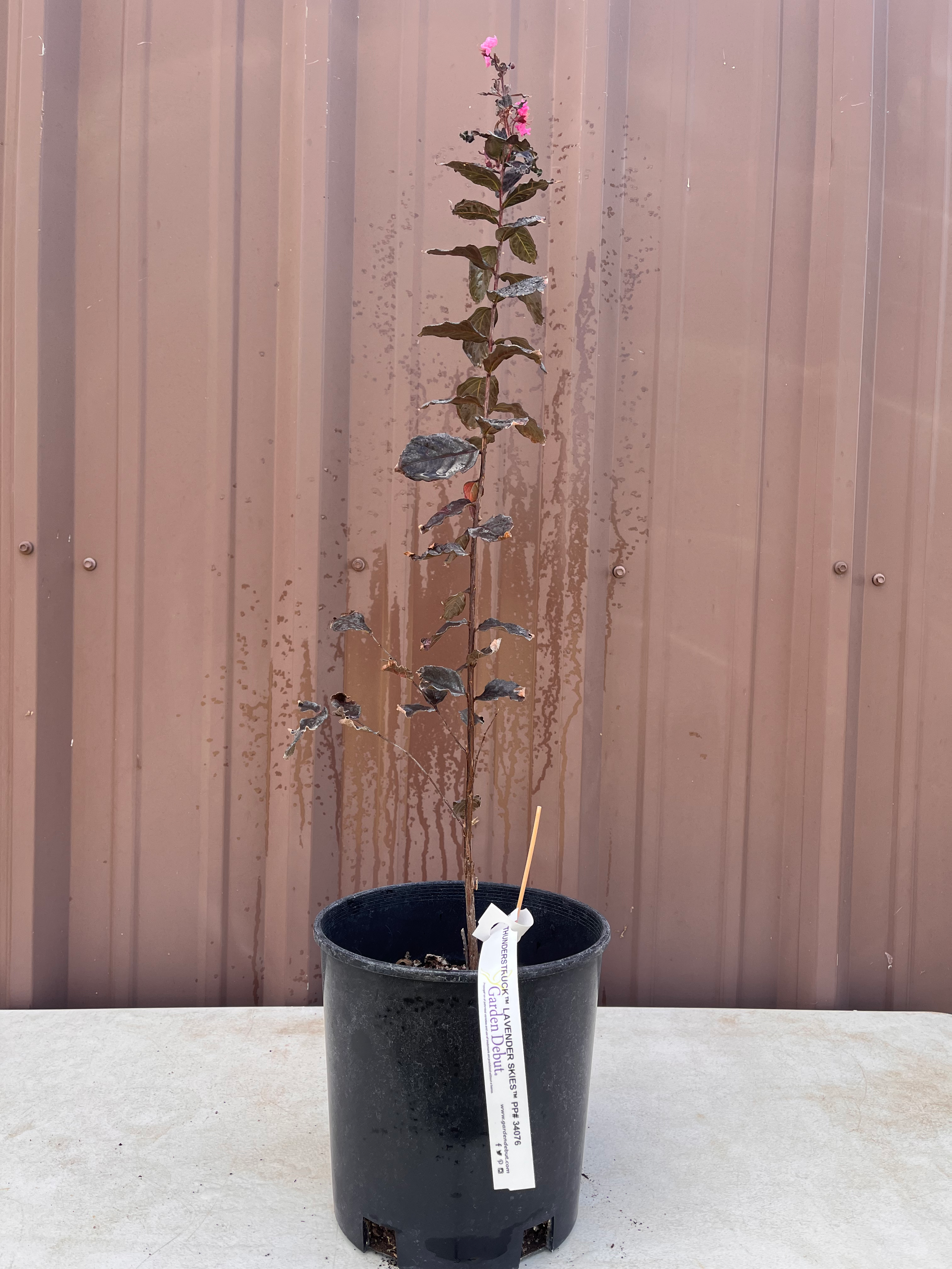 Crape Myrtle Thunderstruck Lavender Skies/Lagerstroemia indica