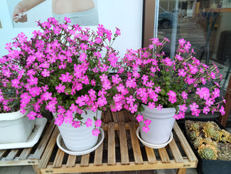 年末年始の営業時間