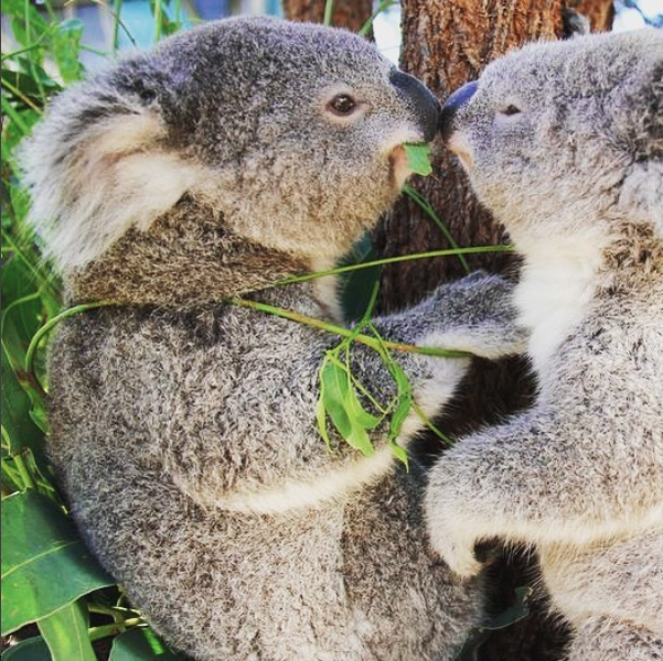 Koala Endangerment