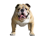 Bulldog_Inglês-removebg-preview.png