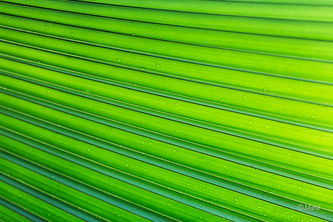 Makroaufnahme eines grünen Blattes.