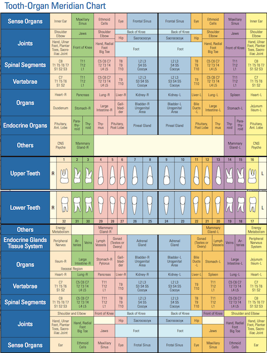 Tooth-Organ Meridian Chart