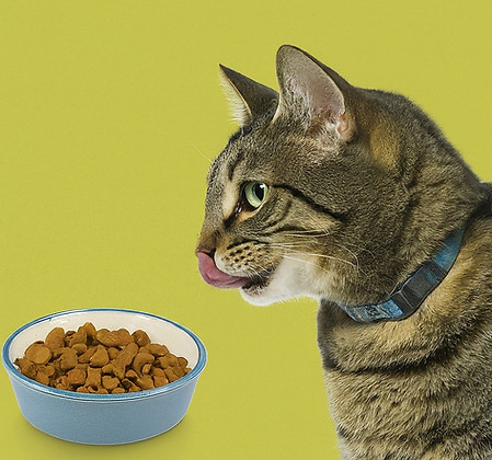 Cat the chef