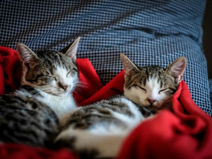 Why Our PURRsona Meow Formula Is the Best for Your Adorable Kittens