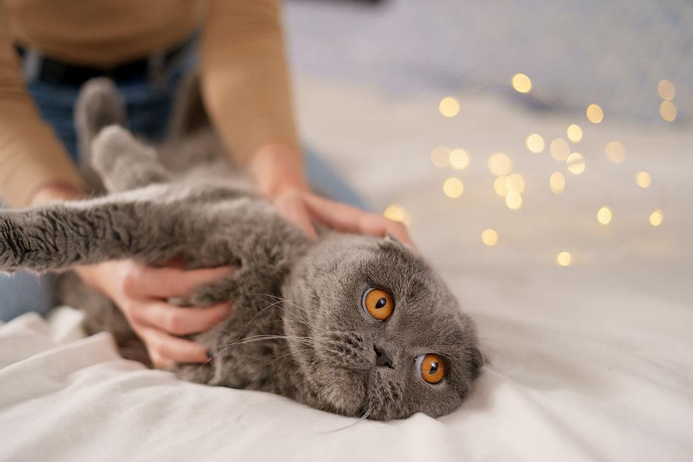 pets-morning-comfort-rest-people-concept (1).jpg