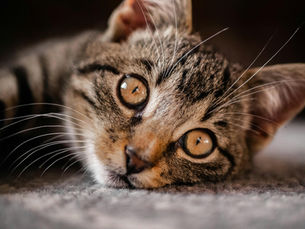 Everything You Should Know About the PURRsona Kitty Raindrop Therapy (KRDT)