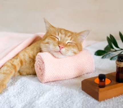 cat relaxed.PNG