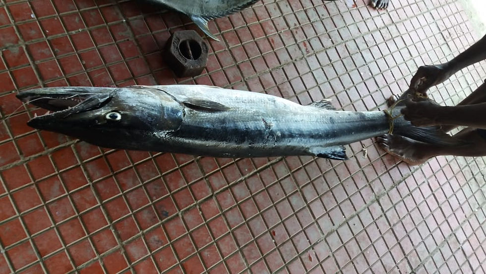 Fishes of Andaman