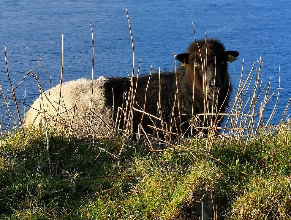 Sheep_2_edited