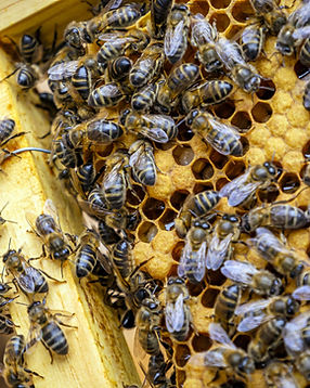 closeup-shot-of-many-bees-on-honeycomb-frame-making-honey.jpeg