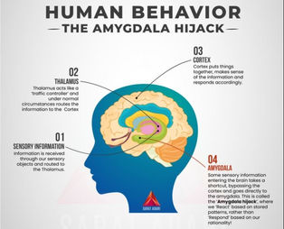 An infographic titled "Human Behavior - The Amygdala Hijack" showing a diagram of the human brain. The image explains the process in four steps: 1) Sensory information is received. 2) The Thalamus acts as a traffic controller. 3) The Cortex processes information rationally. 4) In an Amygdala Hijack, information bypasses the cortex and goes directly to the Amygdala, causing an emotional reaction instead of a rational response. This diagram illustrates how romance scammers exploit this neurological shortcut.