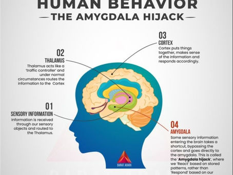 An infographic titled "Human Behavior - The Amygdala Hijack" showing a diagram of the human brain. The image explains the process in four steps: 1) Sensory information is received. 2) The Thalamus acts as a traffic controller. 3) The Cortex processes information rationally. 4) In an Amygdala Hijack, information bypasses the cortex and goes directly to the Amygdala, causing an emotional reaction instead of a rational response. This diagram illustrates how romance scammers exploit this neurological shortcut.