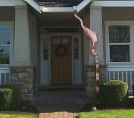 Copper Fish gutter on house protected from tarnish with Everbrite