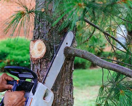 tree pruning