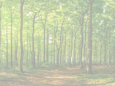 Designing Healthy Spaces - Biophilic Design