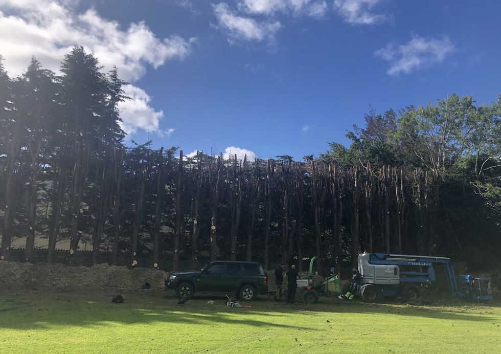 DC Tree Services