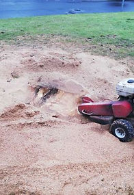 Tree Care