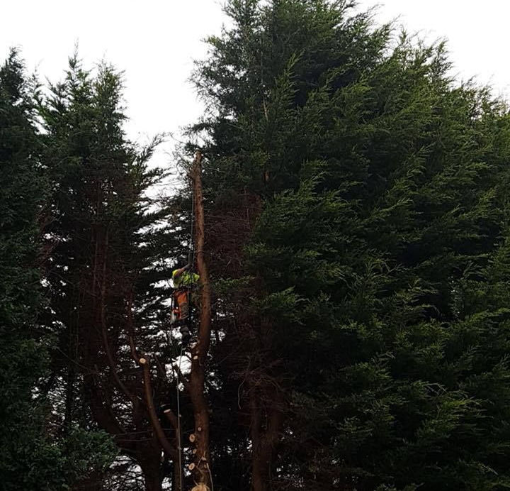 DC Tree Services