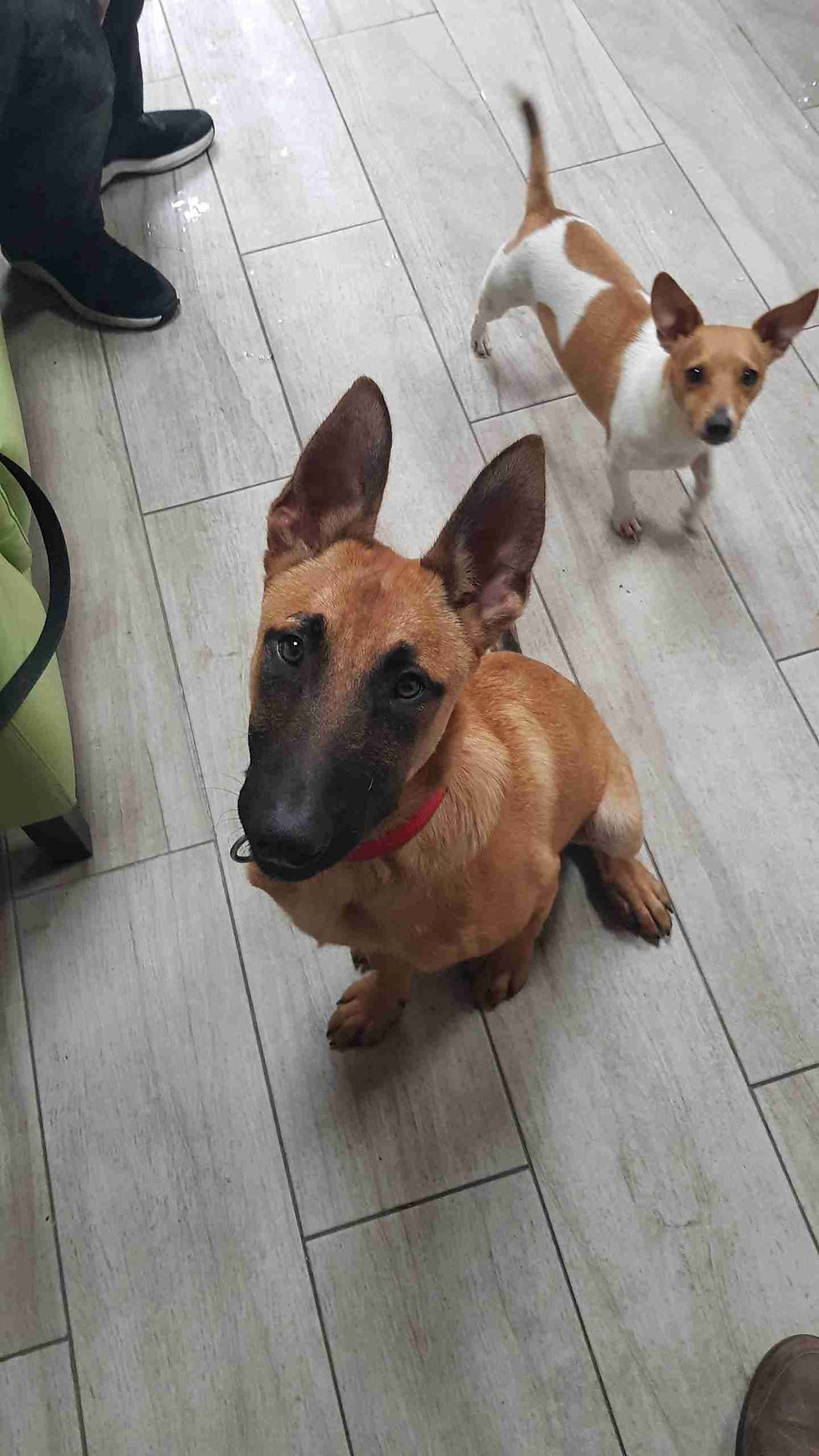 Waggytail Adventures