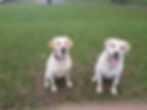 Waggytail Adventures