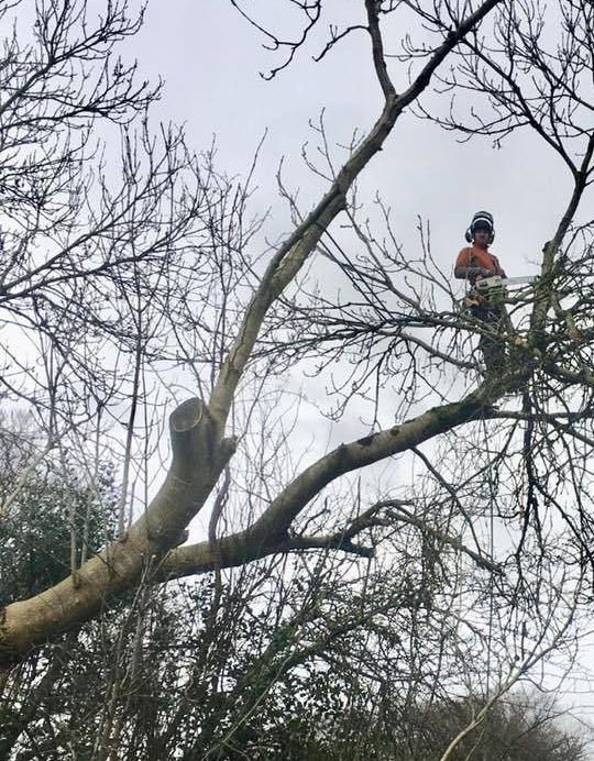 DC Tree Services