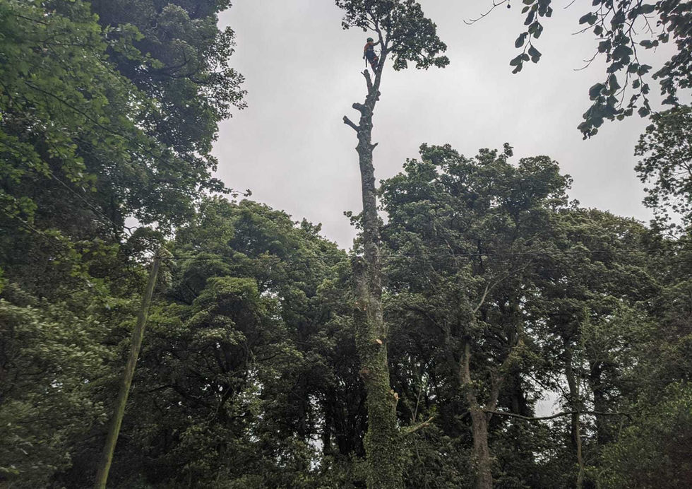 DC Tree Services
