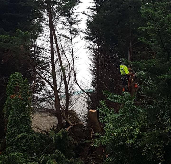 DC Tree Services