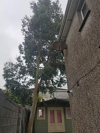 Narrow Access Tree Removal