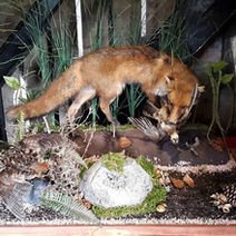 Andrew Fox Taxidermist