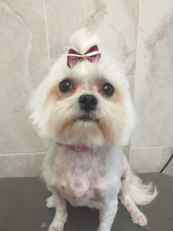 Gallery Fluffy Dog's World Dog Grooming Dublin