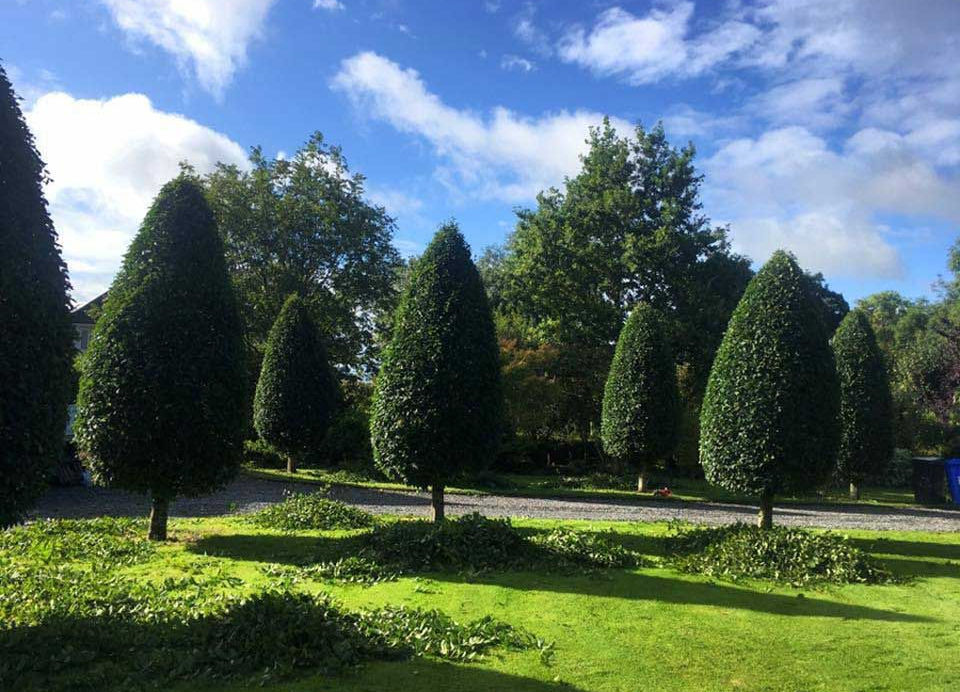 DC Tree Services