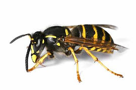 Wasps