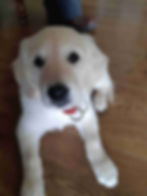 Waggytail Adventures