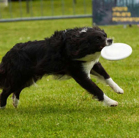 Scot’s K9 Obedience Training