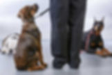 Scot’s K9 Obedience Training
