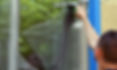 Window cleaning 2