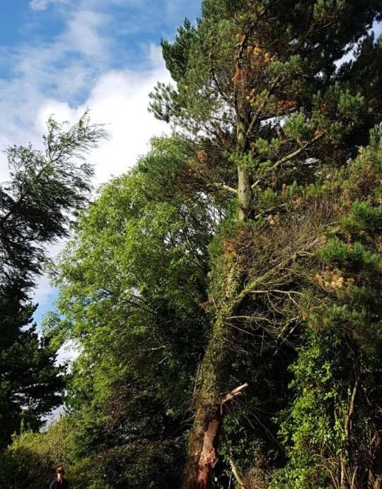 DC Tree Services