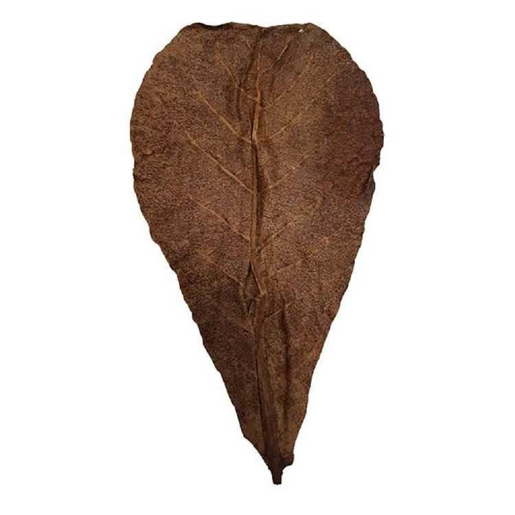 Betta Catappa Leaves M