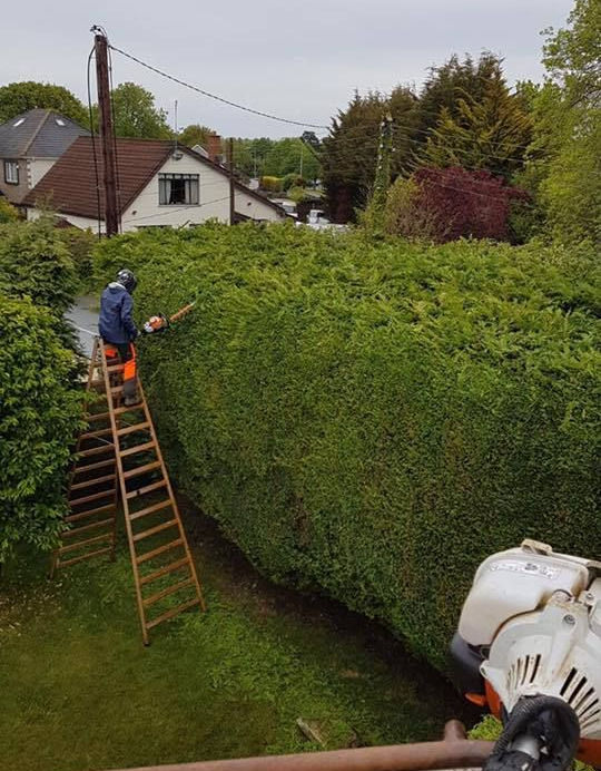 DC Tree Services