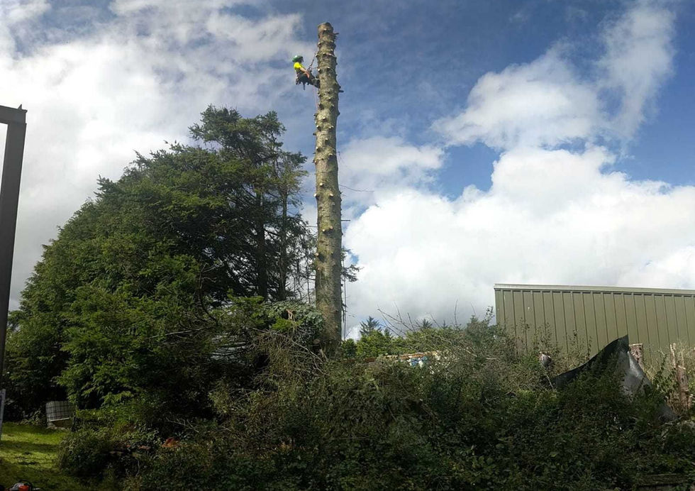 DC Tree Services