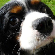 Kennels | Irish Rossette Pet Store