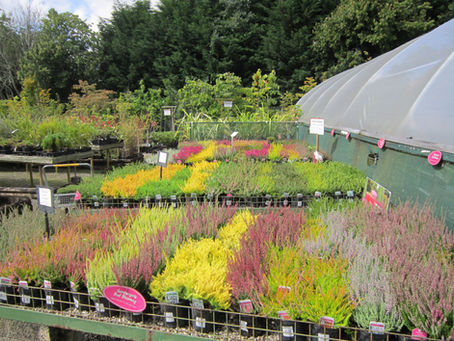 Blooms and Beyond: A Blossoming Affair with Van Der Wel Cappagh Nurseries & Garden Centre