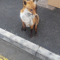 Andrew Fox Taxidermist
