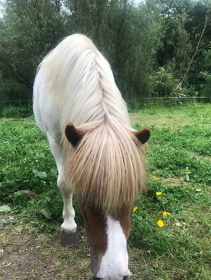 Close-up of a pony looking calmly into the camera
