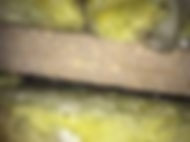 woodworm